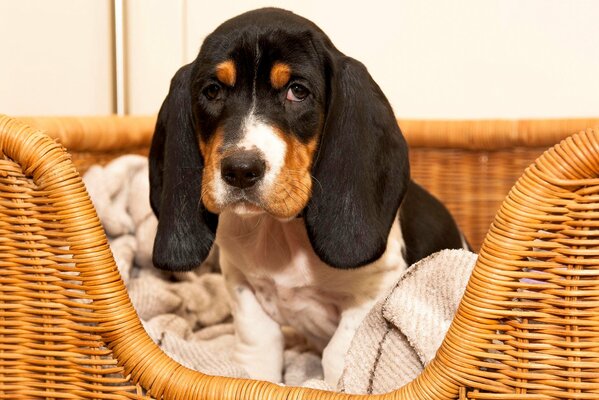 Chiot triste au repos dans le panier