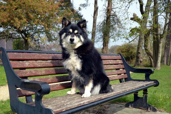 El perro descansa sentado en un banco