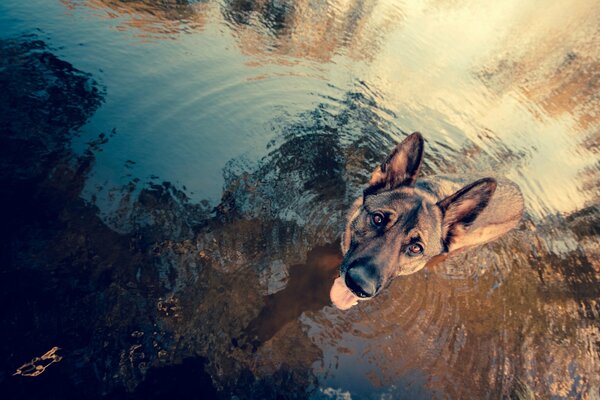 The dog listens attentively to the owner