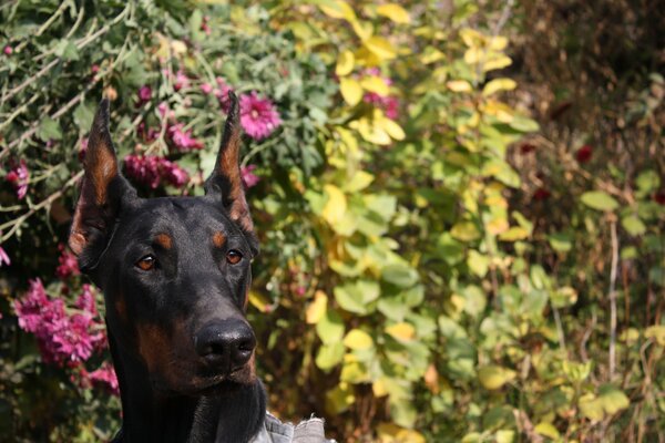 Doberman shelby dog in flowers