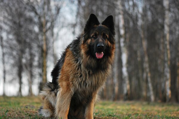 Deutscher Schäferhund auf Baumhintergrund