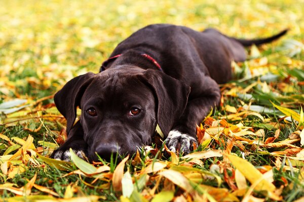 Ein Hund im Herbstlaub wartet auf den Besitzer