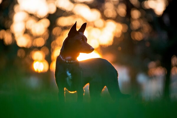 Beautiful strict dog on the background of sunset