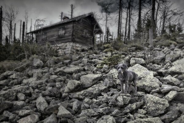 Sad grey landscape with a lonely dog
