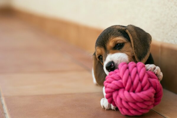 A puppy at home with a pink ball on the floor