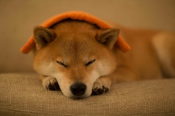 Perro, amigo del hombre, durmiendo