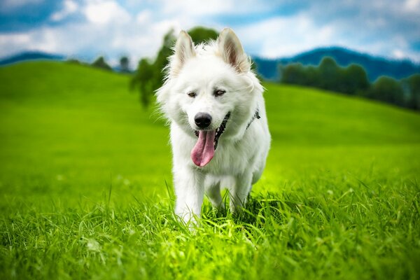 Chien blanc sur l herbe verte dans la nature