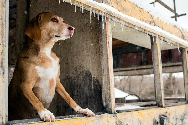 Perro amigo del hombre, esperando al dueño