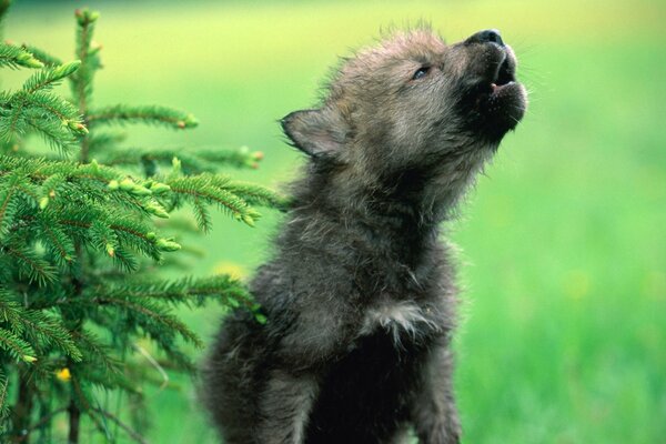 Der Wolf jammert im grünen Gras