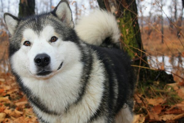 Alaskan Malamute Walk in Autumn