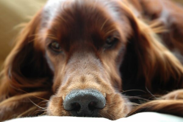 Perro irlandés setter hocico macro