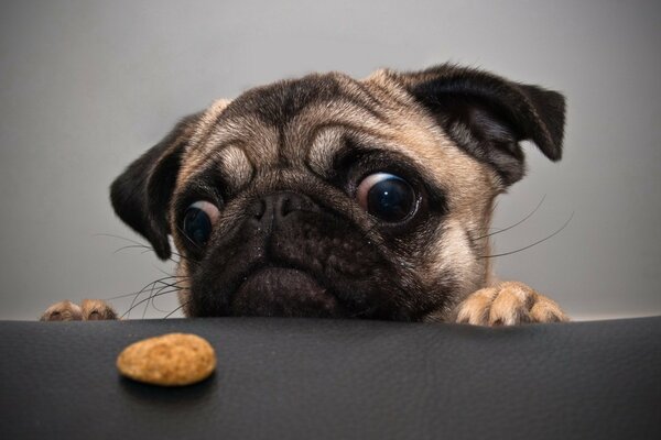 Perrito Pug Mira las galletas en la mesa