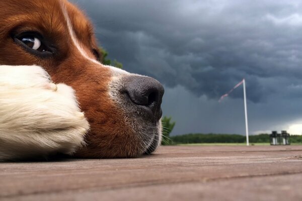 The dog is lying on the road