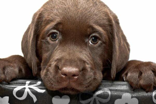 Chocolate Labrador puppy, breed