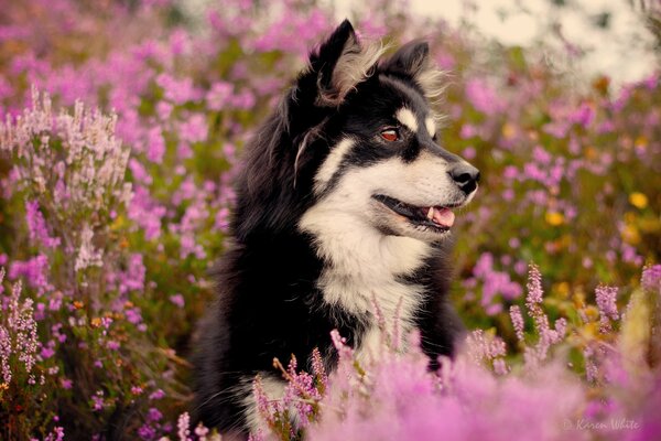 Ein freundlicher Hund im Wiesenblütenfeld