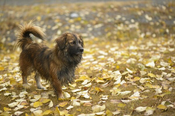 Der Hund steht auf gefallenen Herbstblättern