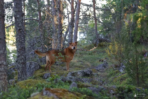 Gros chien dans la forêt de conifères