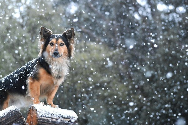 Chien avec un regard intelligent sous la neige qui tombe