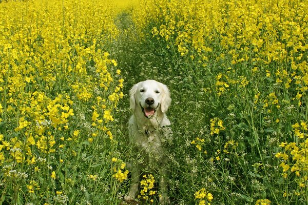 A happy dog in a rapeseed field