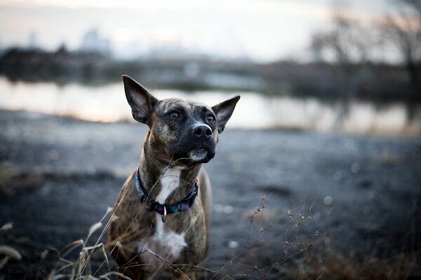 The look of a faithful dog friend