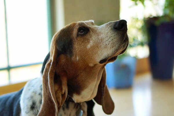 Le regard du chien est étonnamment beau