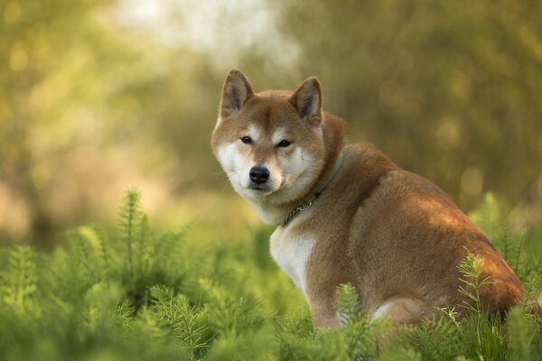 The look of Hachiko s devoted friend