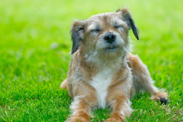 A dog on the green grass, smiling