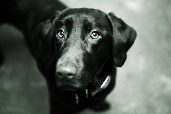 Beautiful black labrador in black and white