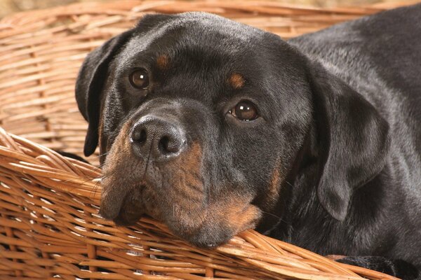 Mirada triste en el perro de la raza Rottweiler