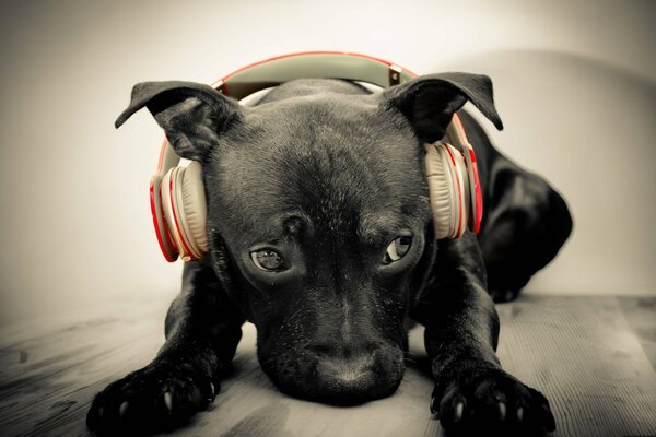 A dog who likes to listen to music with headphones