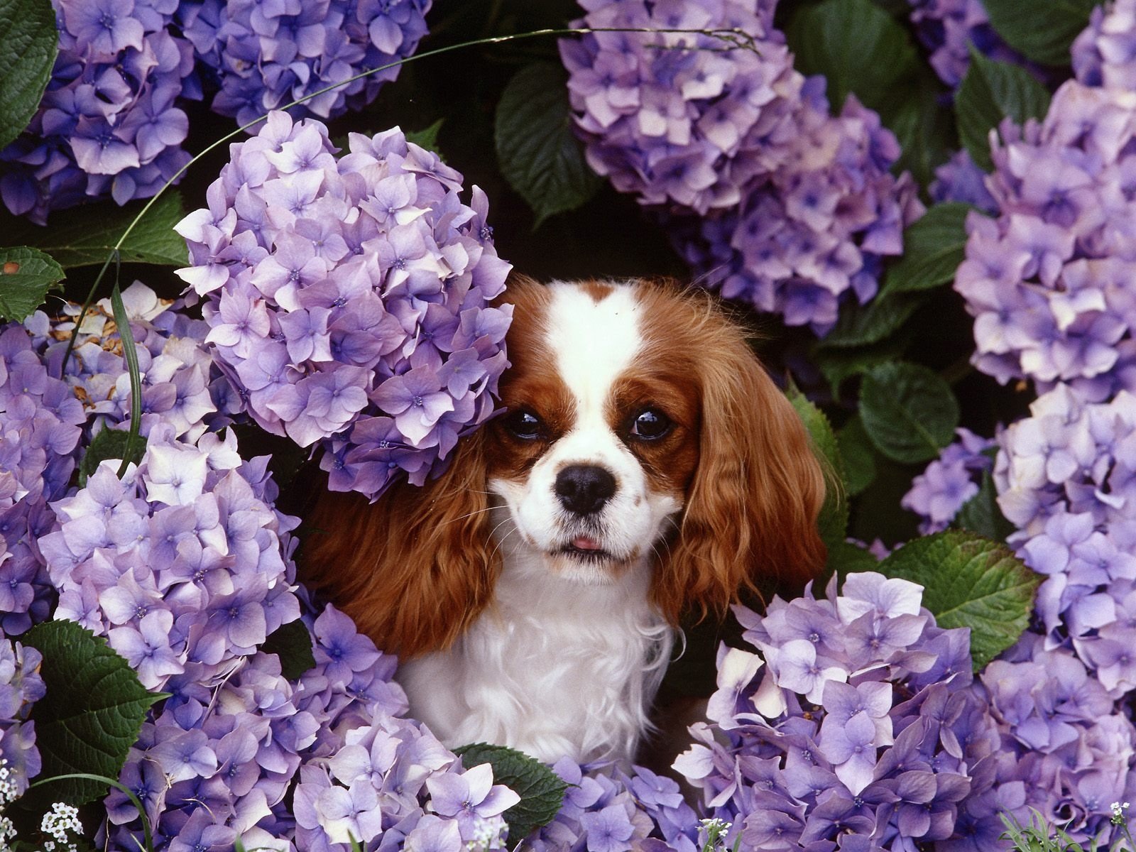 chien lilas nature