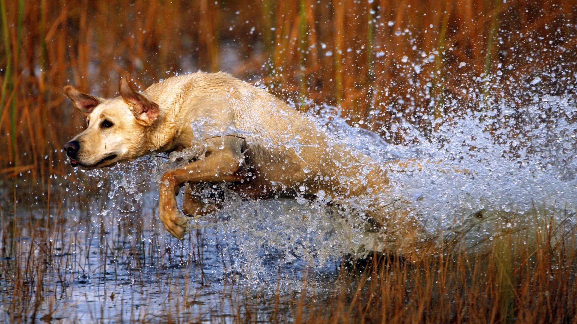 cane cane salto acqua spruzzi