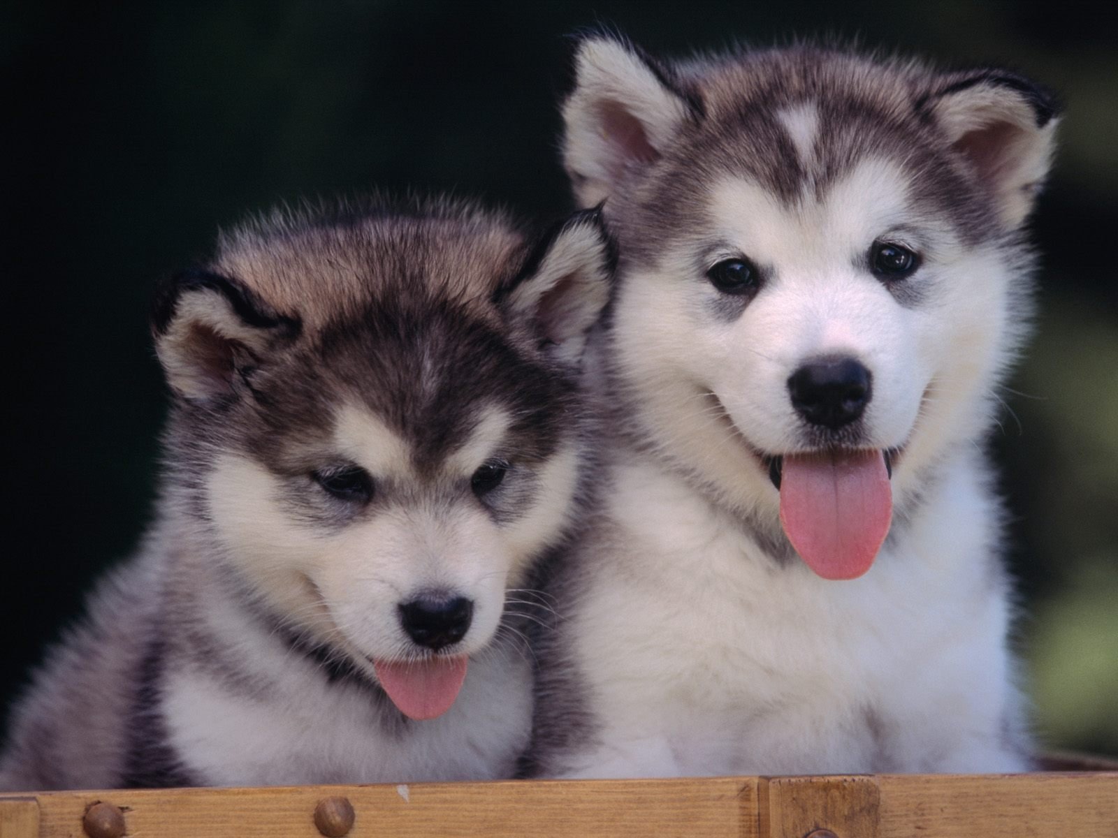 chiots museaux langues