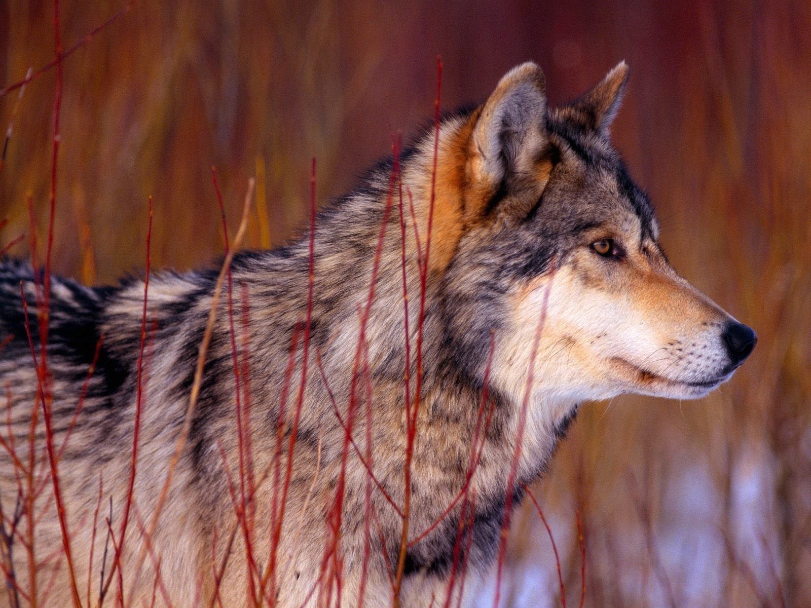 wolf wolle schnauze profil