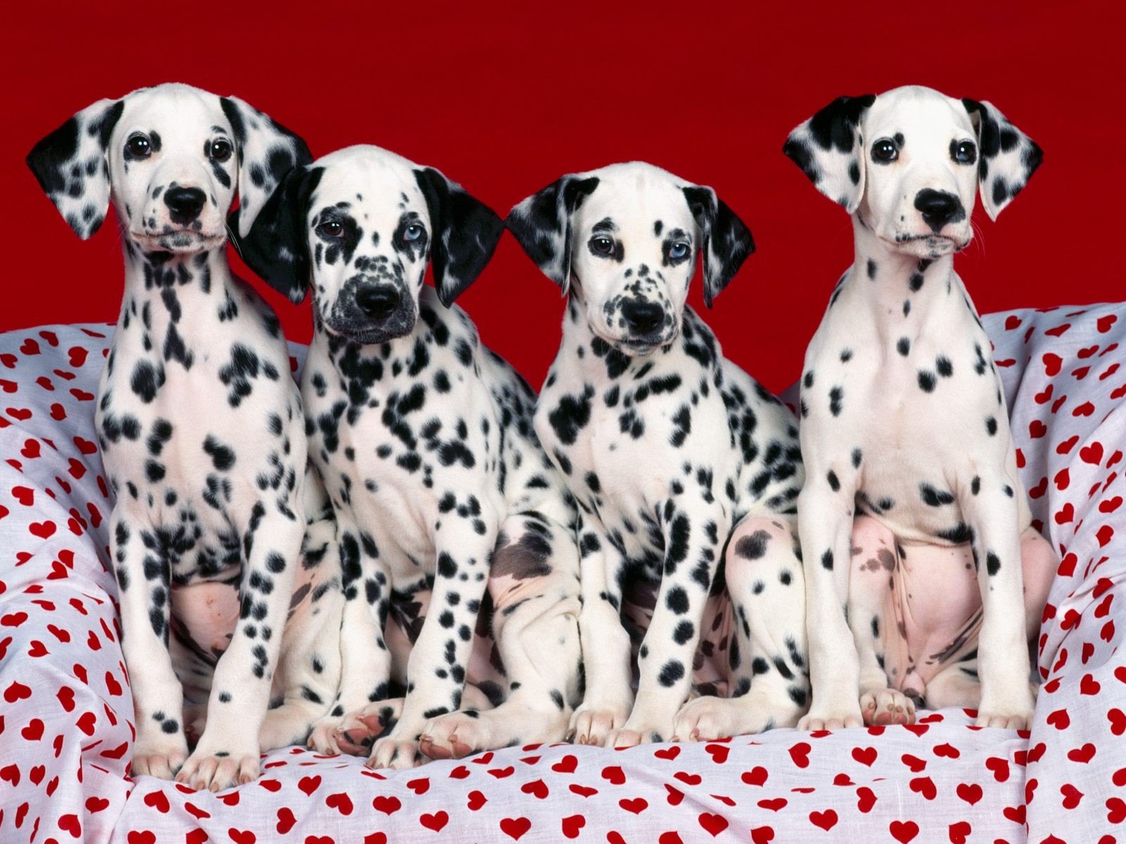 chiots dalmatiens coeurs points