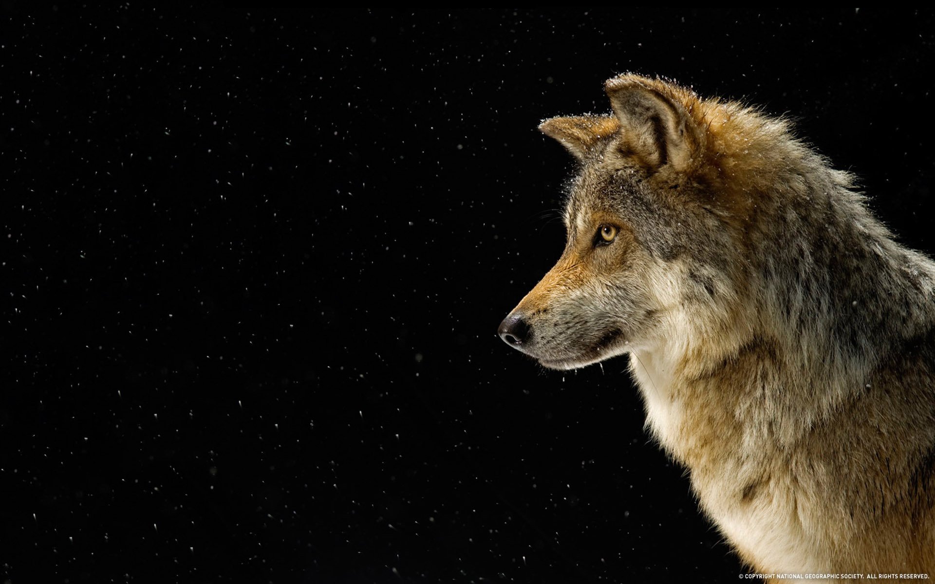 wolf profil schnee nationale geographie