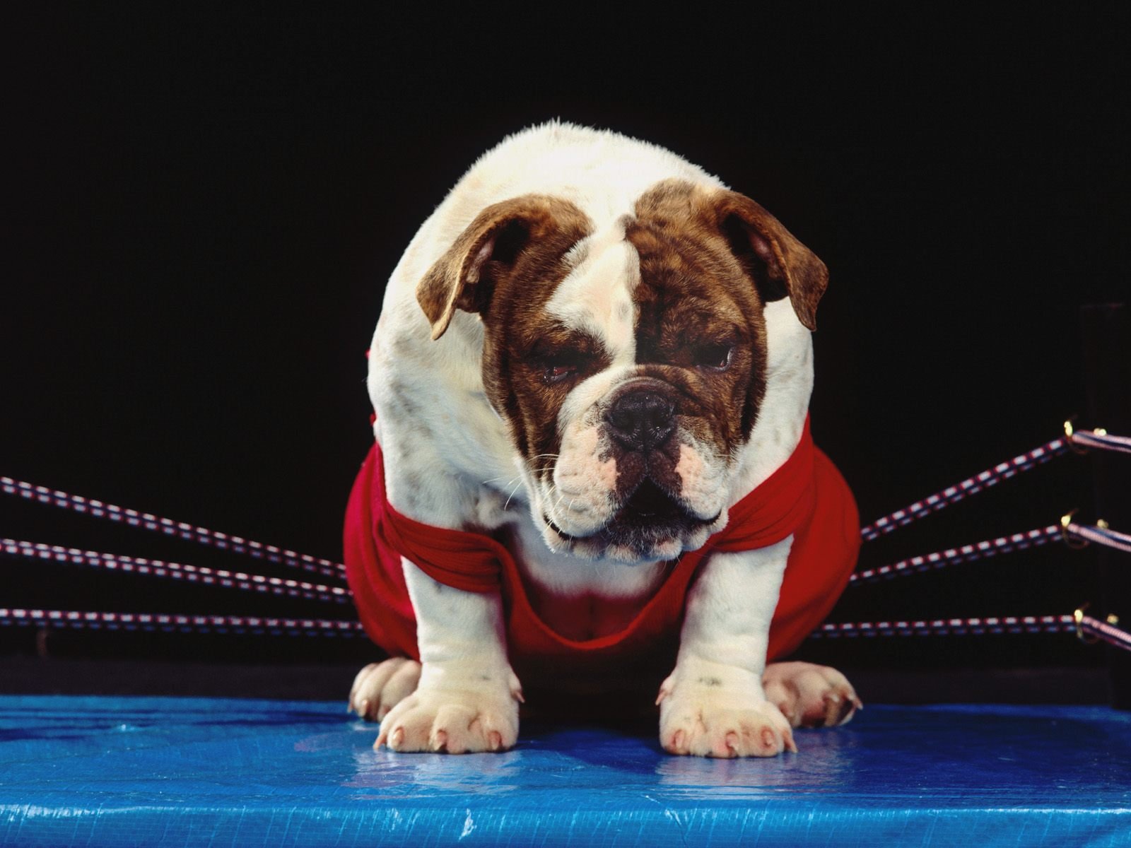 hund ring boxer