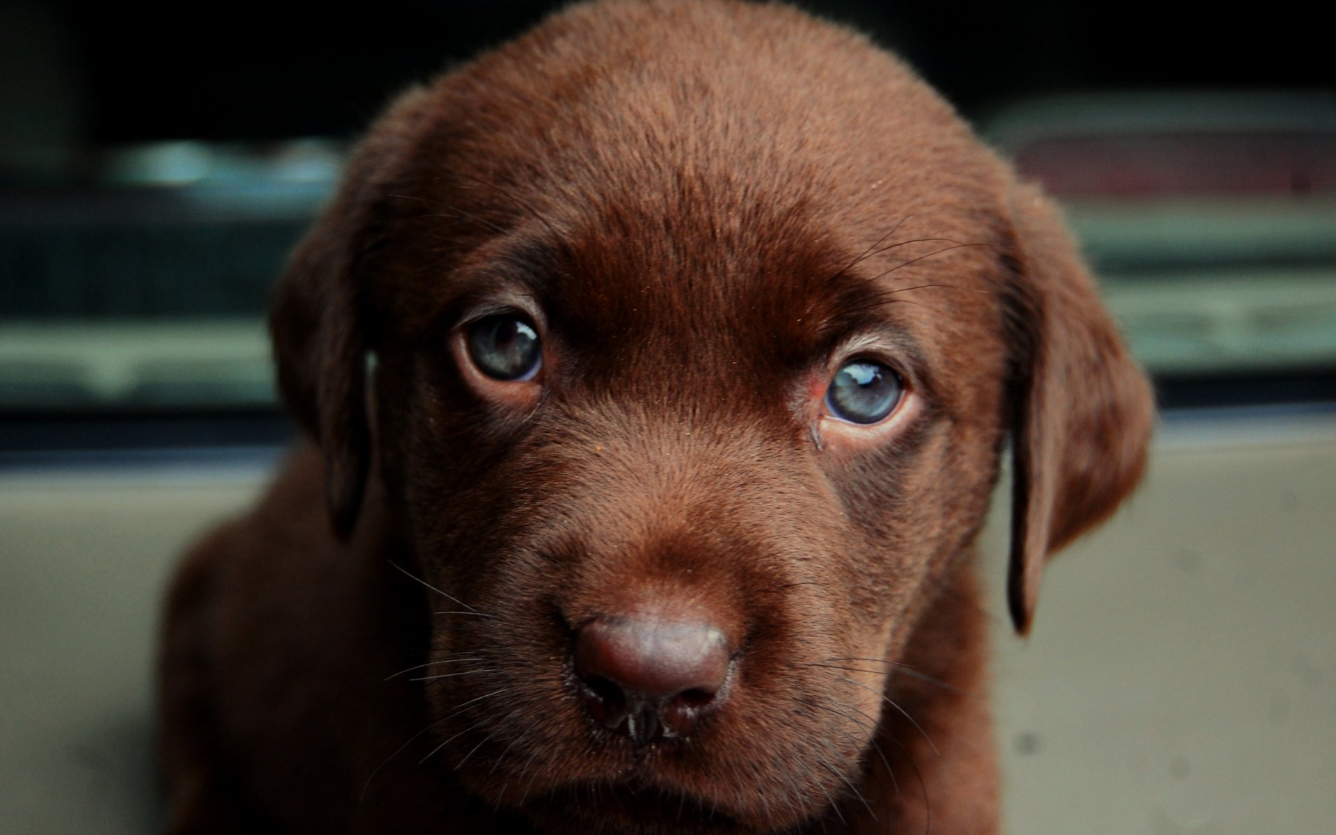 perro perro cachorro