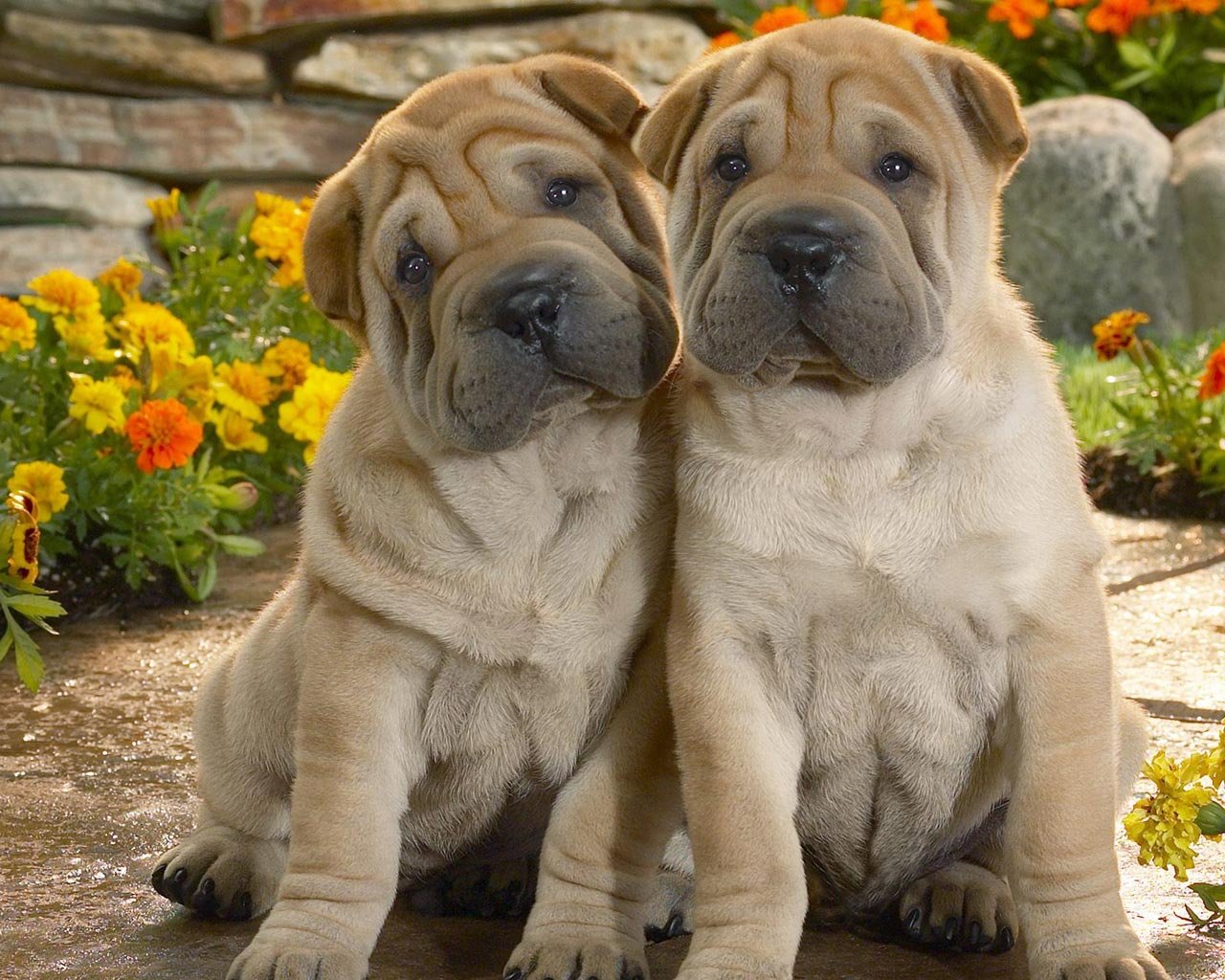 chiens mignonnes amis fidèles