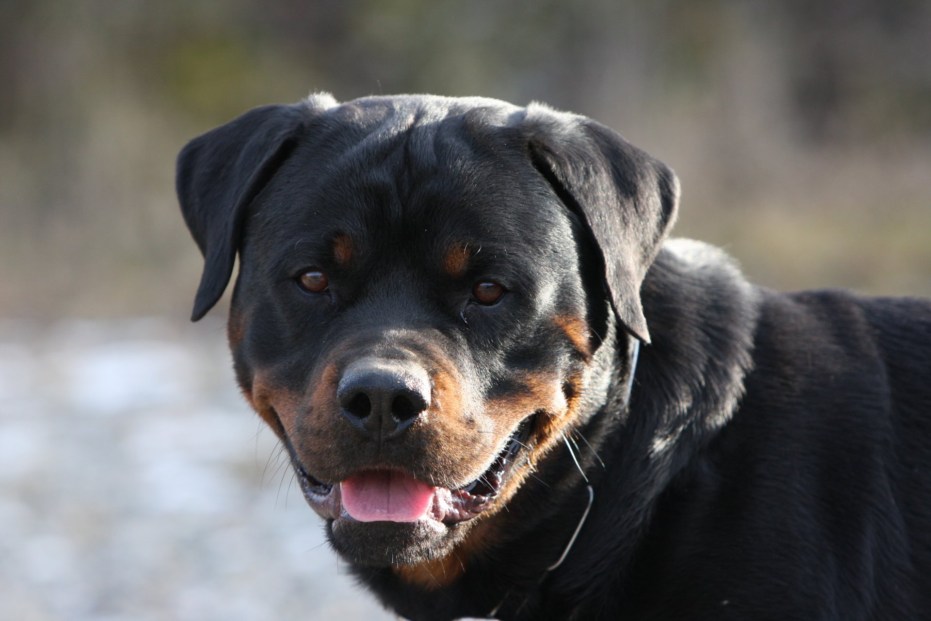 dog fangs grin