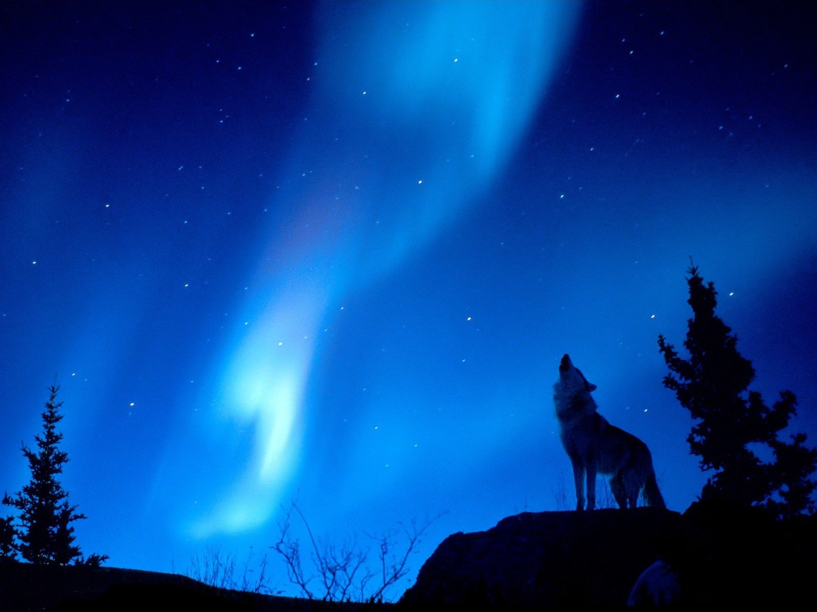 noche lobo resplandor bosque