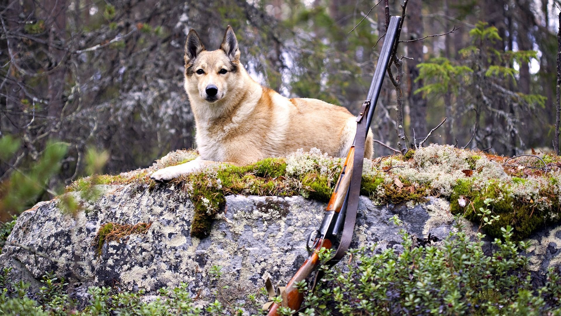 dog dog forest hunting gun