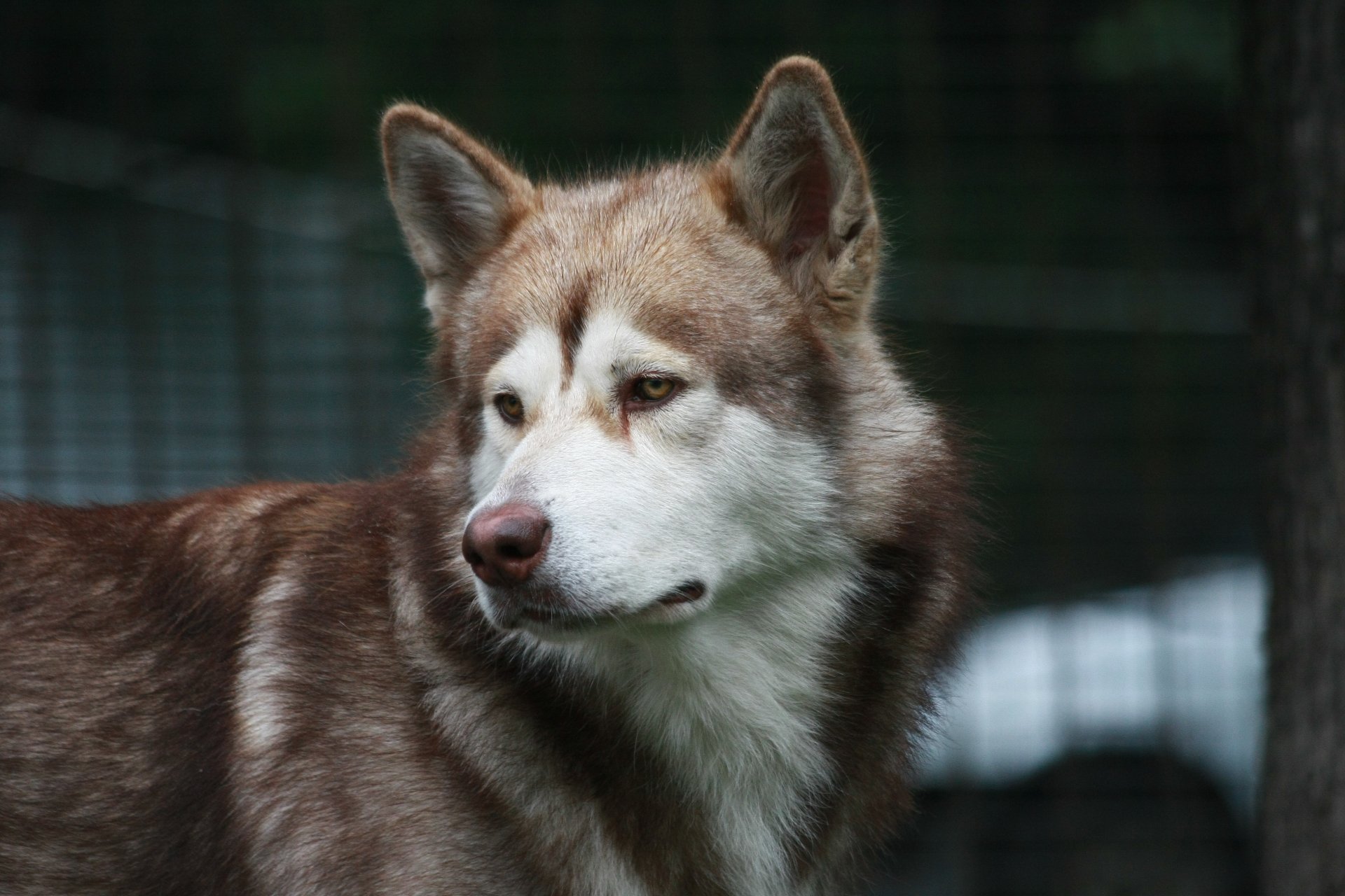 perro malamute amigo mirada