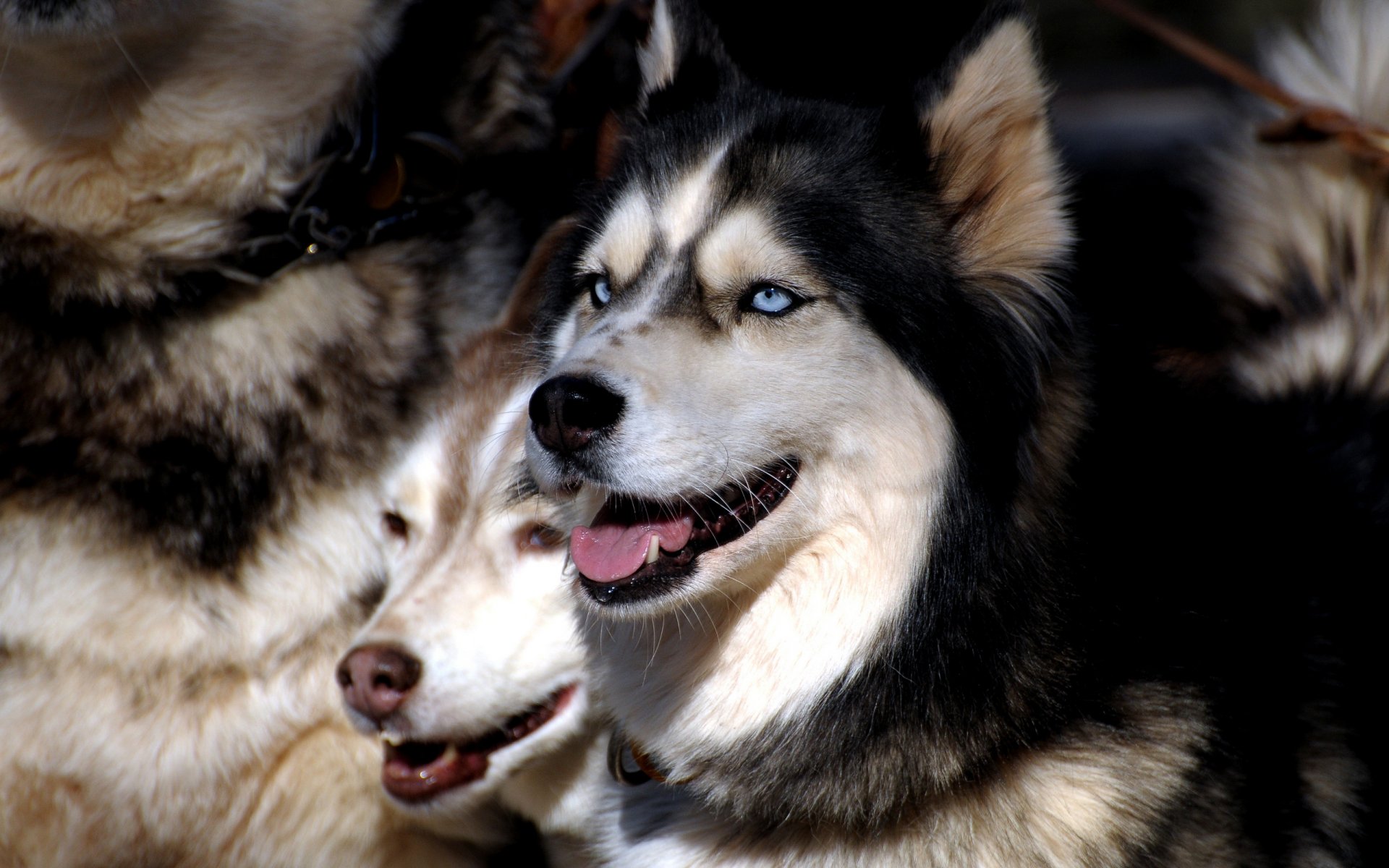 dogs husky article eye