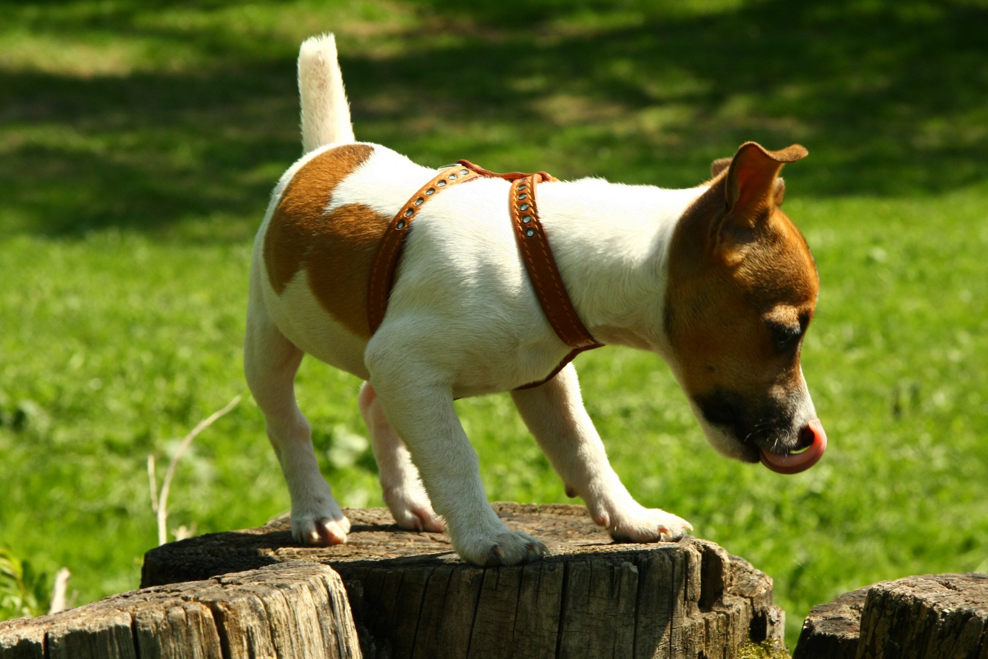 dogs nature stump jack russell walk mood