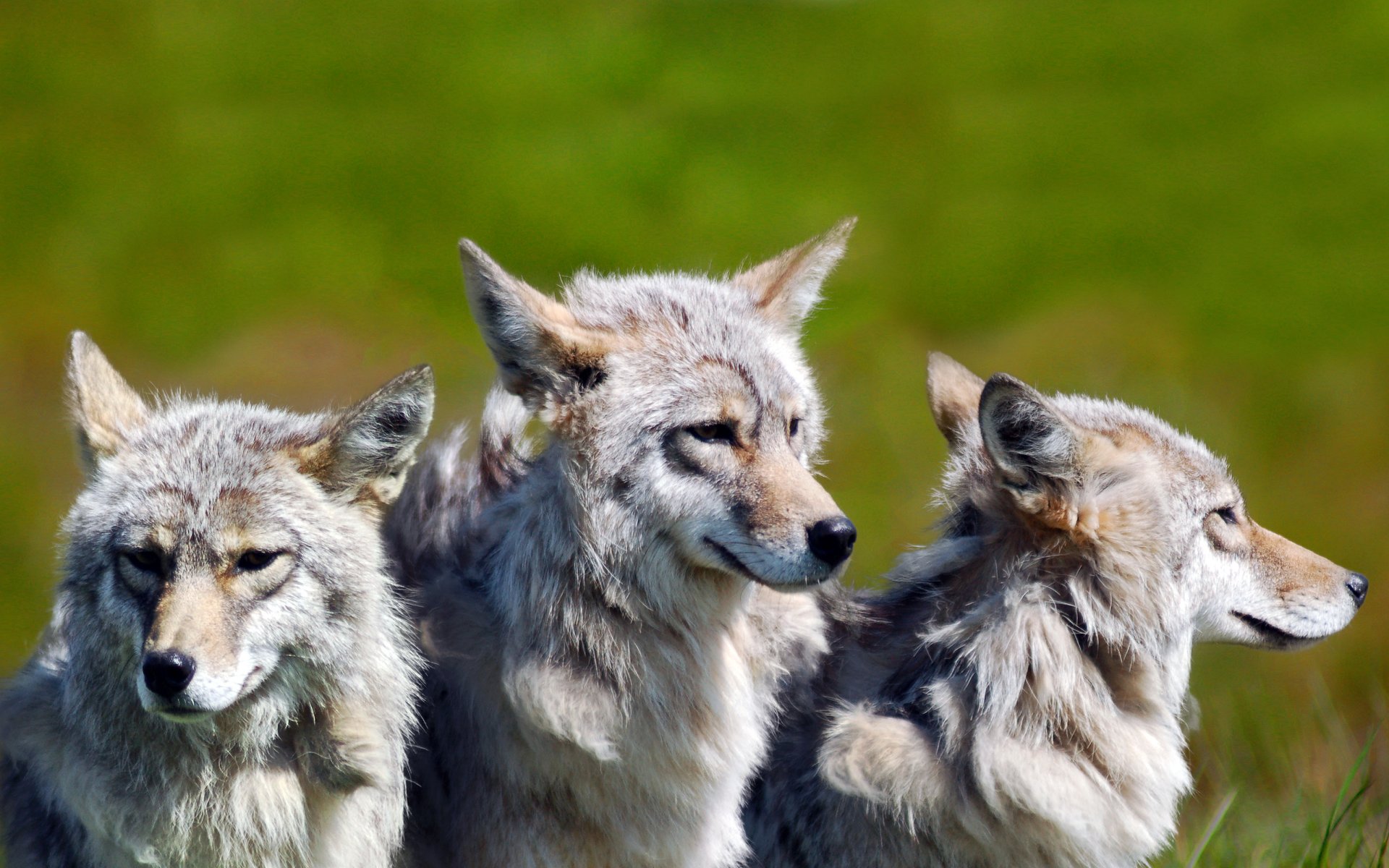 frères loups parc national de denali centre de l alaska