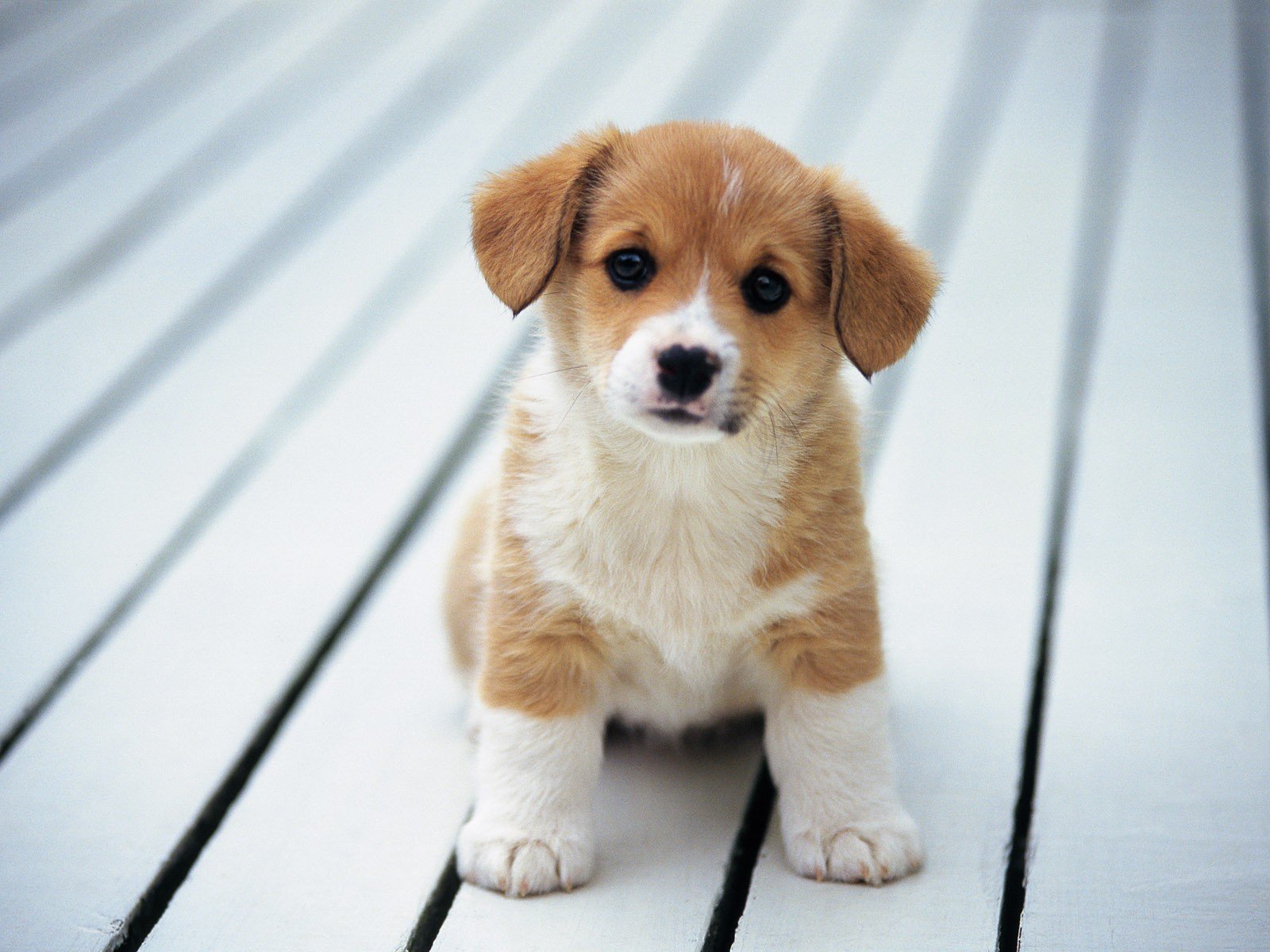 chiot enfant ami dévoué