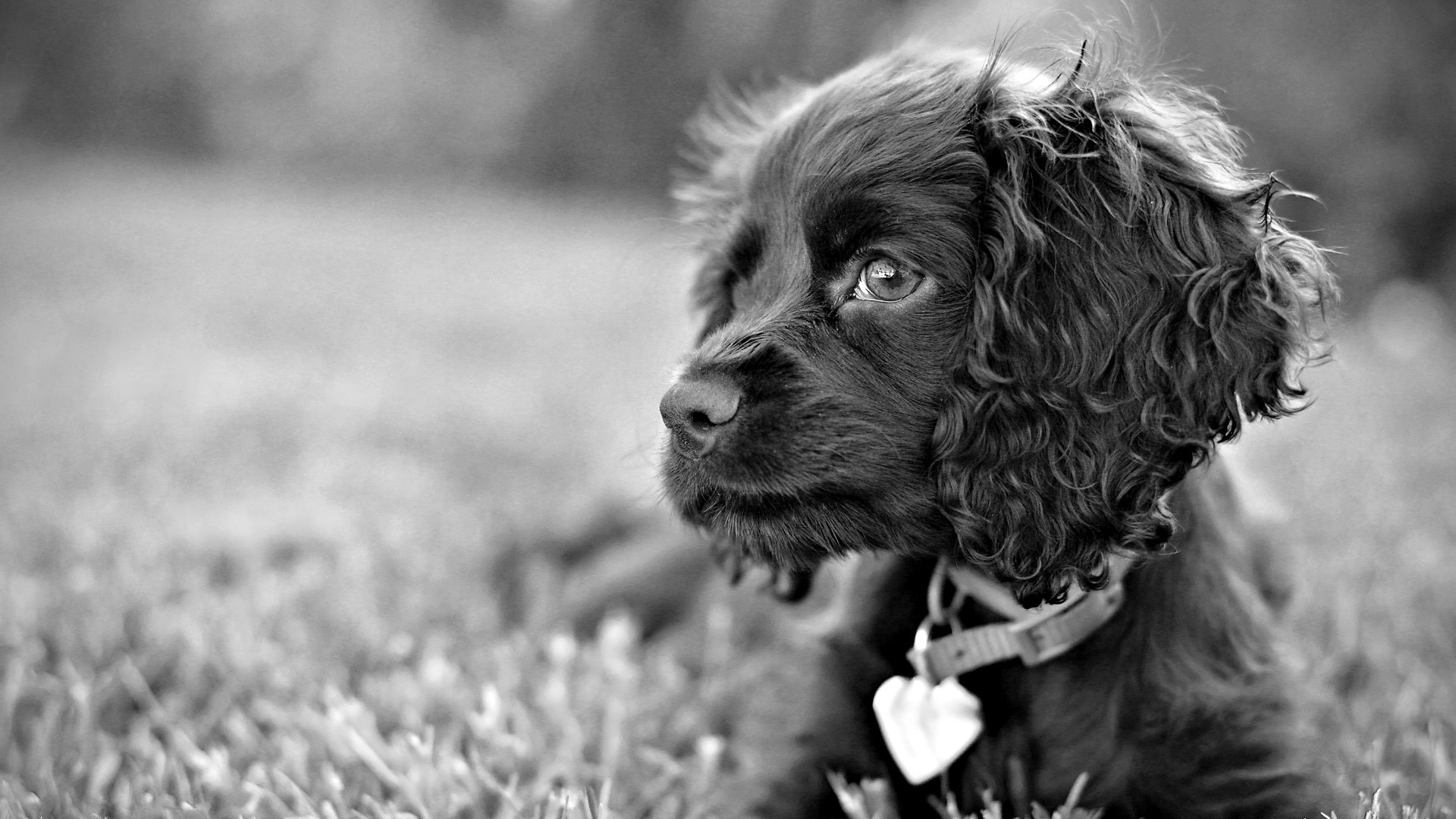 hund hund traurige augen blick gras schwarz und weiß