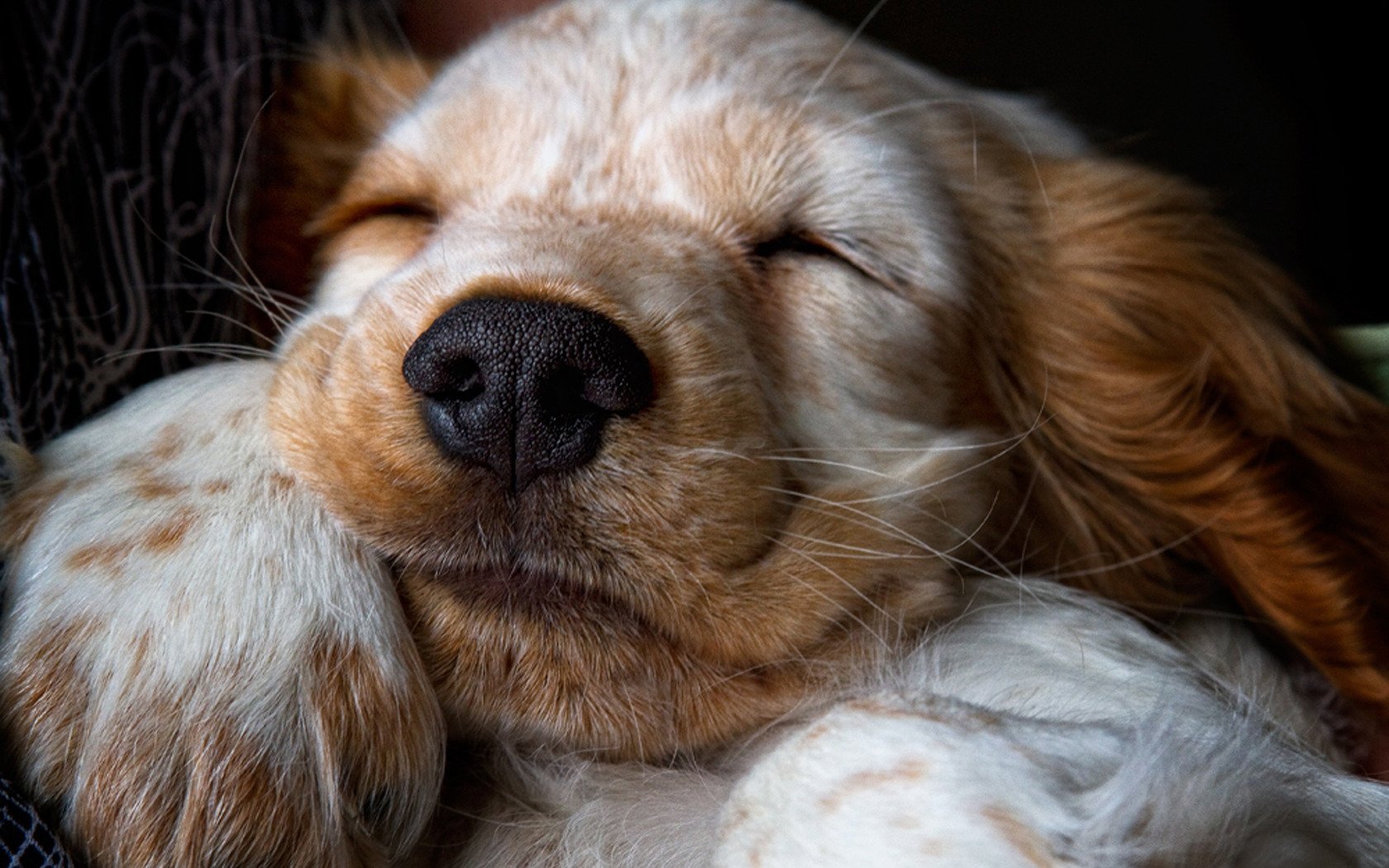 spaniel cachorro dormir sonia nariz lana pata