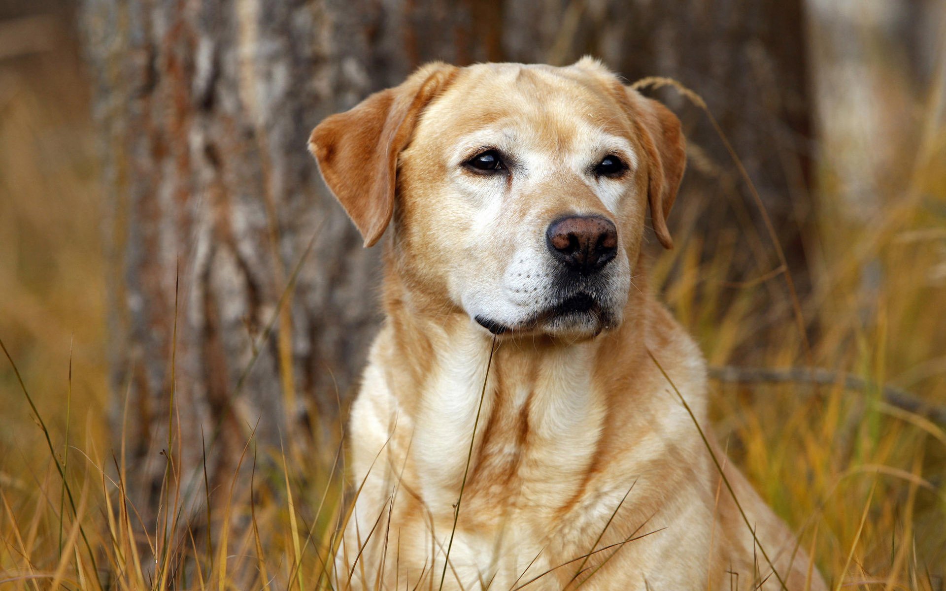 chien chien labrador chasseur herbe automne